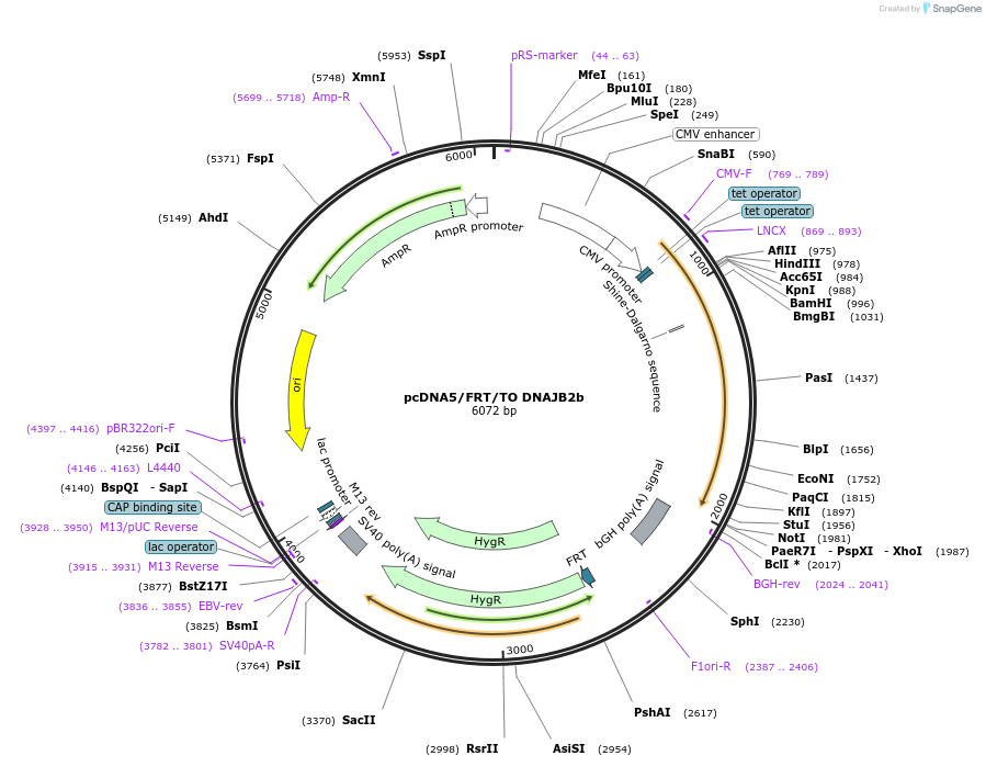19470-plasmid-map-sequence-id-220243