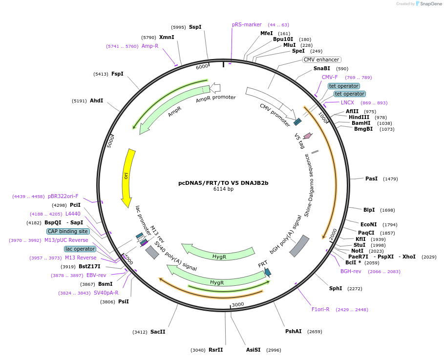 19524-plasmid-map-sequence-id-220244