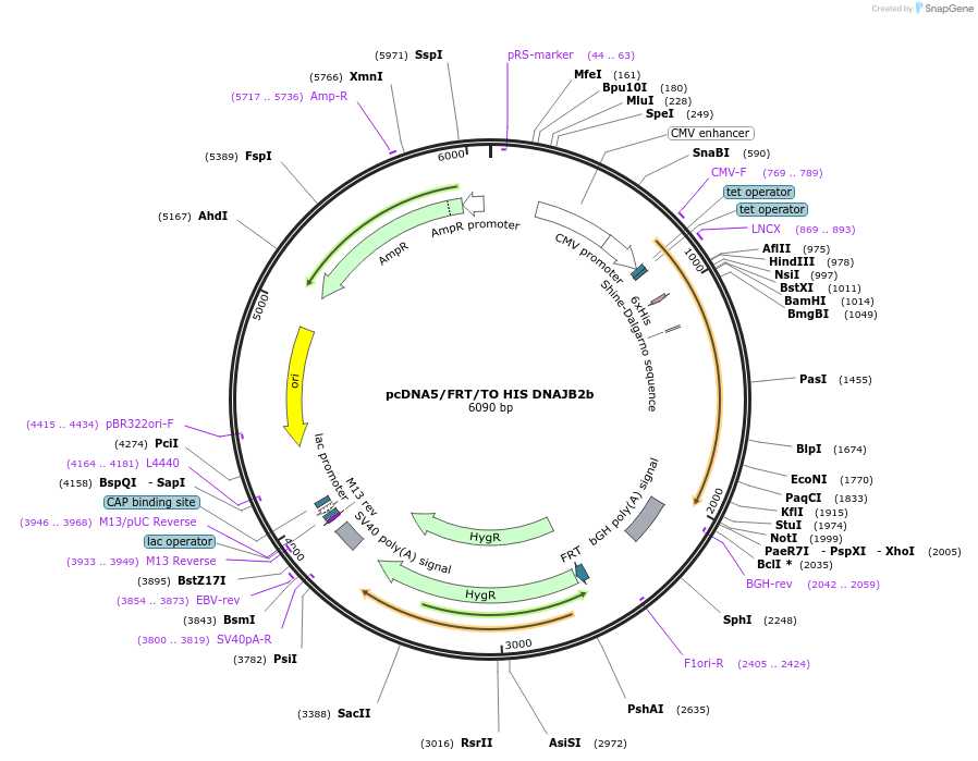 19551-plasmid-map-sequence-id-220245