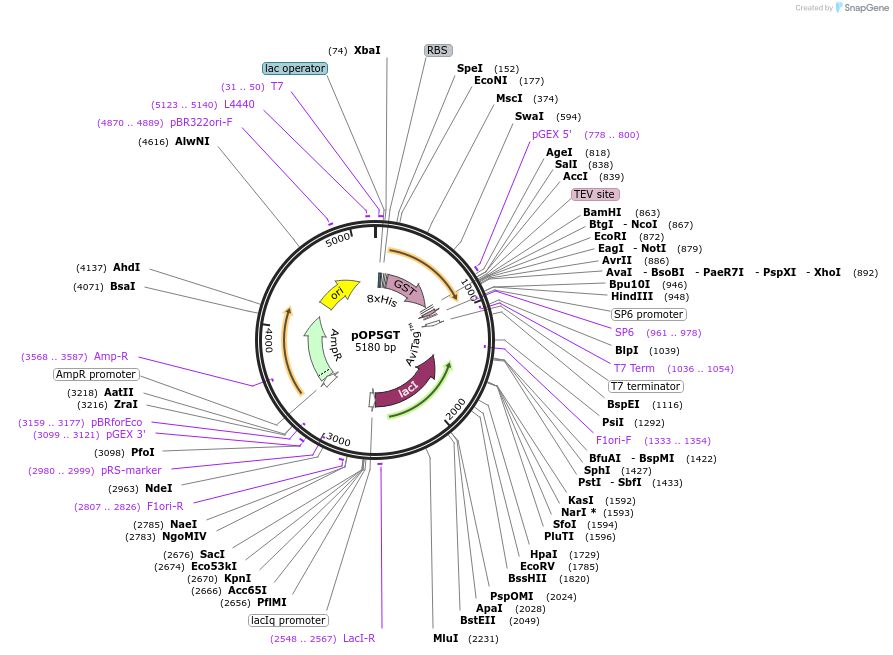 112611-plasmid-map-sequence-id-220247