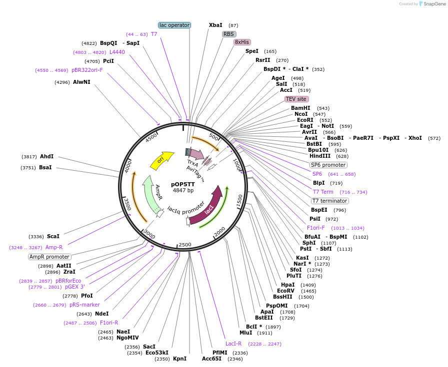 112613-plasmid-map-sequence-id-220251
