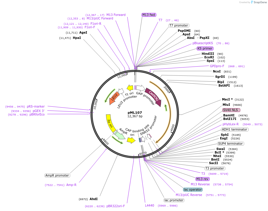 67639-plasmid-map-sequence-id-220324