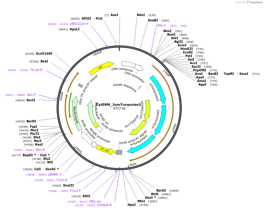 112958-plasmid-map-sequence-id-220333