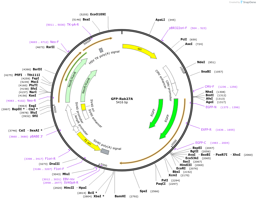 89237-plasmid-map-sequence-id-220400