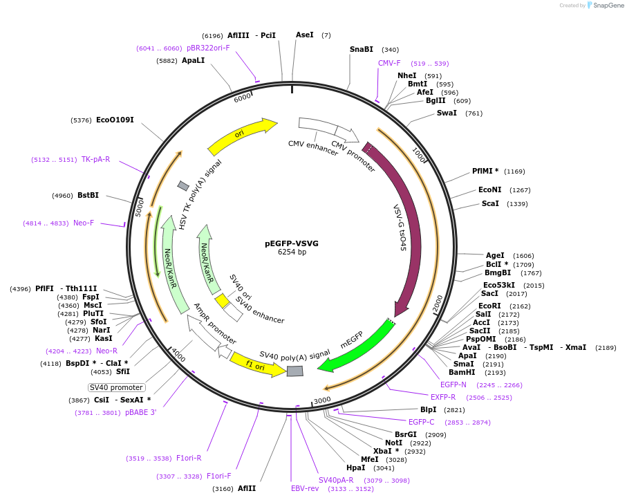 11912-plasmid-map-sequence-id-220415