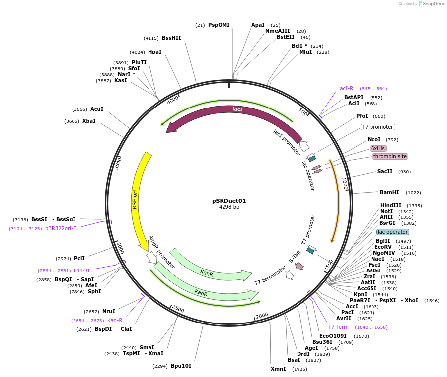 12172-plasmid-map-sequence-id-220457
