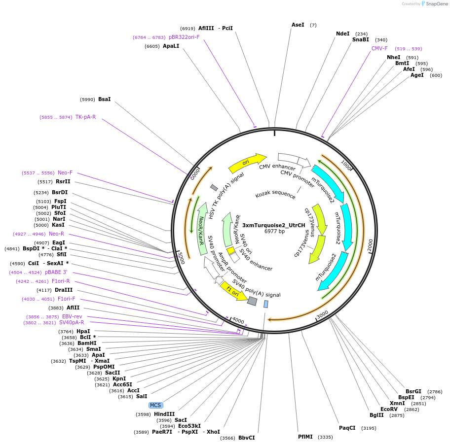 112963-plasmid-map-sequence-id-220458