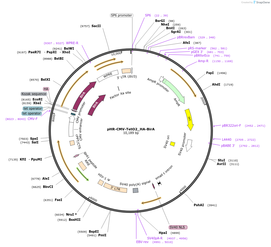 113896-plasmid-map-sequence-id-220463