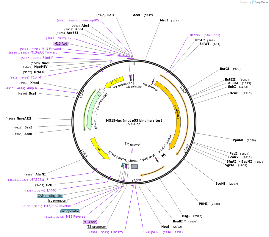 16443-plasmid-map-sequence-id-220477