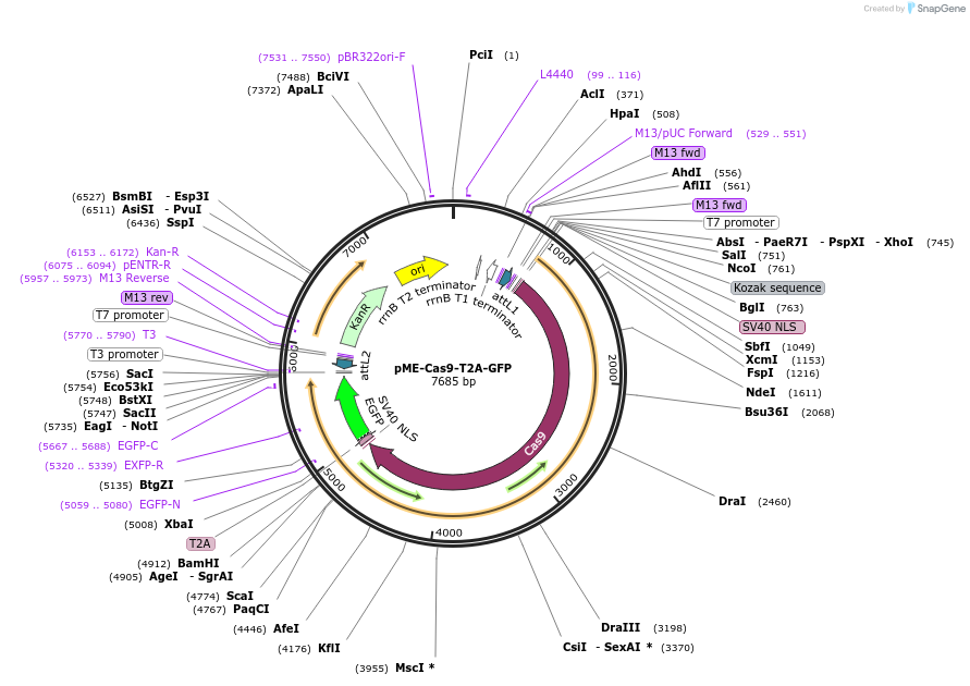 63155-plasmid-map-sequence-id-220487
