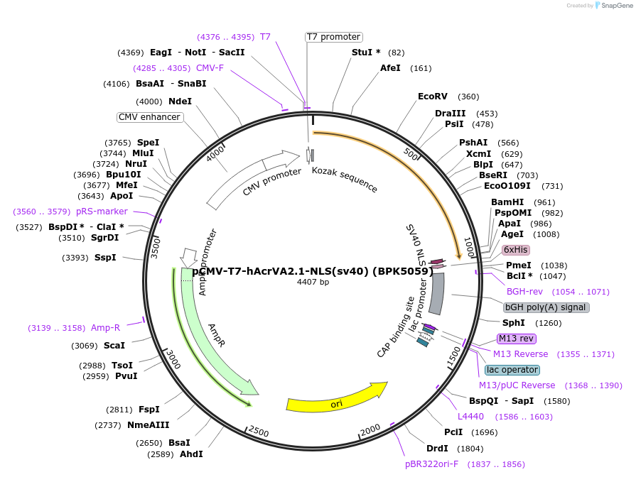 115137-plasmid-map-sequence-id-220492