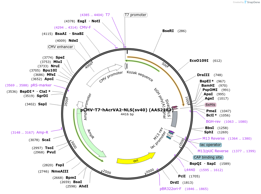 115138-plasmid-map-sequence-id-220494
