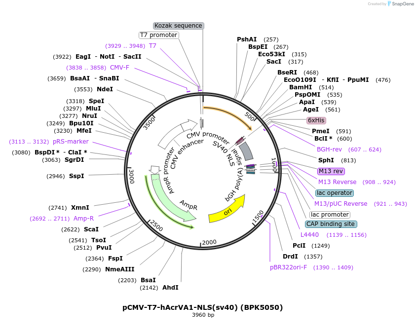 115136-plasmid-map-sequence-id-220499