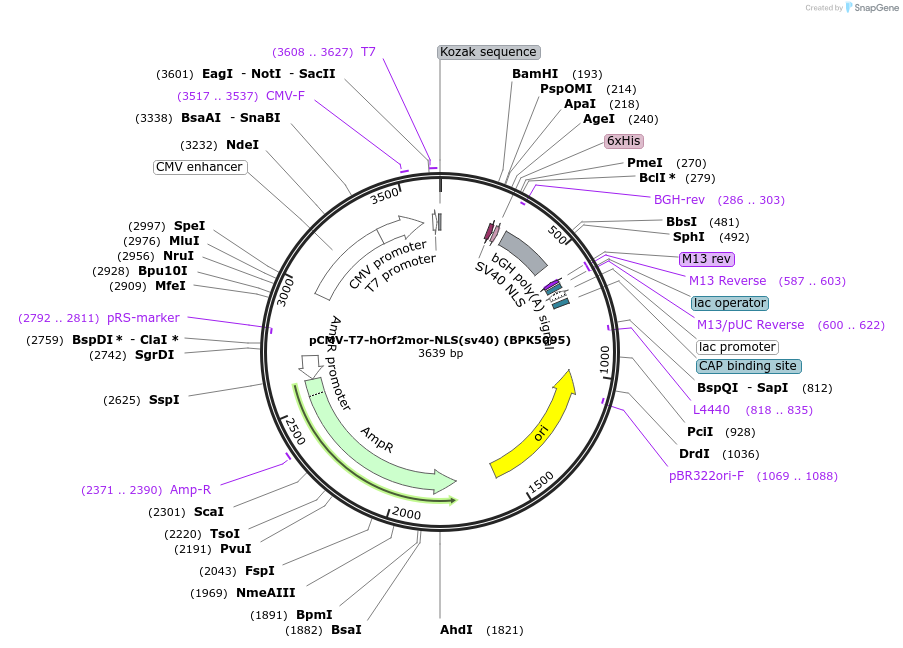 115141-plasmid-map-sequence-id-220500