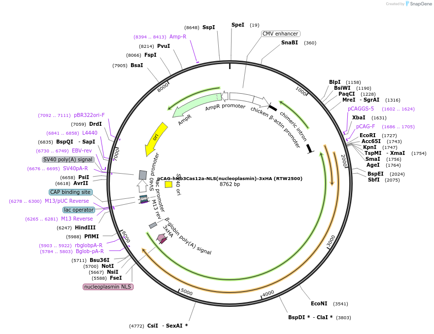 115142-plasmid-map-sequence-id-220502
