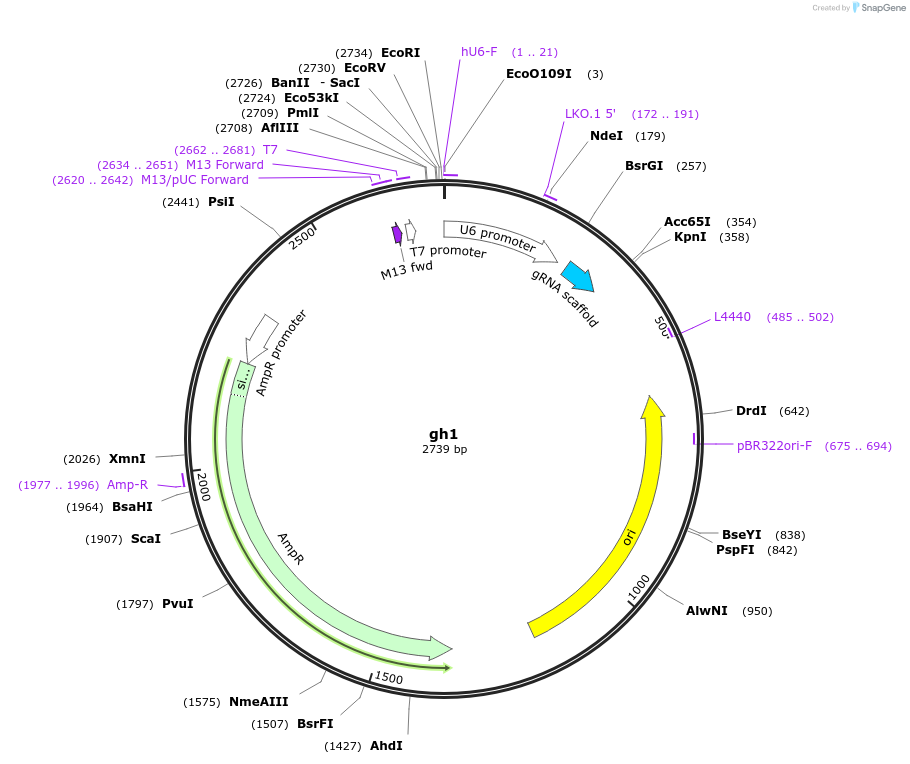 106682-plasmid-map-sequence-id-220508