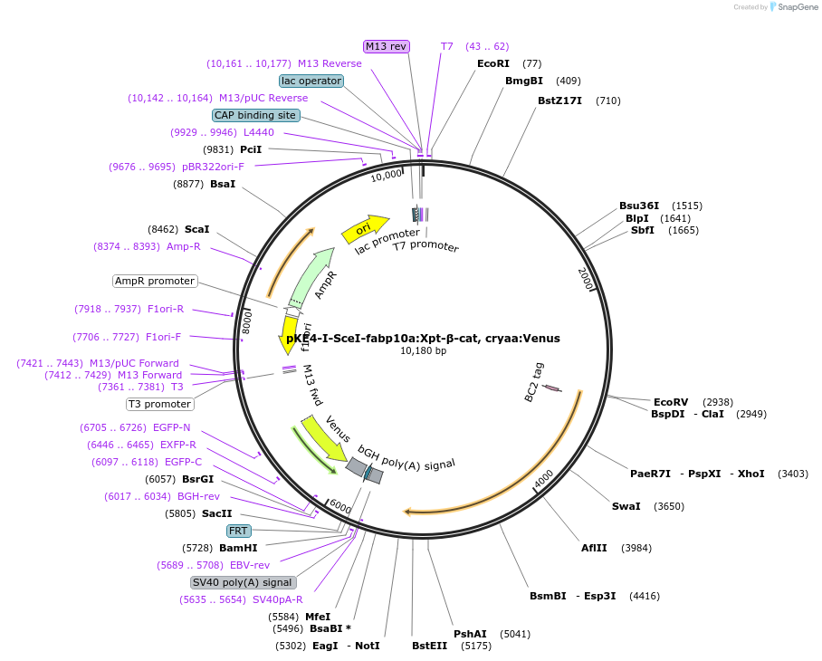 105127-plasmid-map-sequence-id-220518