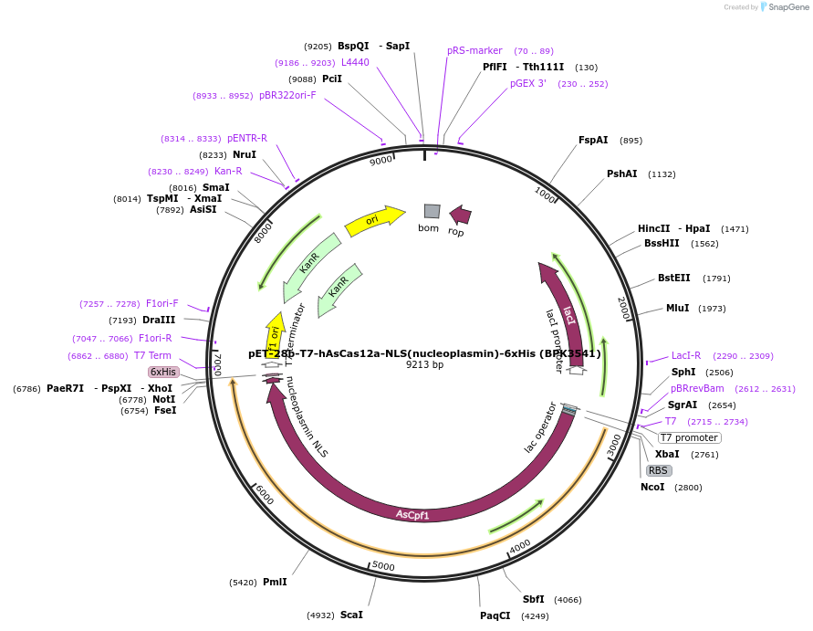114069-plasmid-map-sequence-id-220520