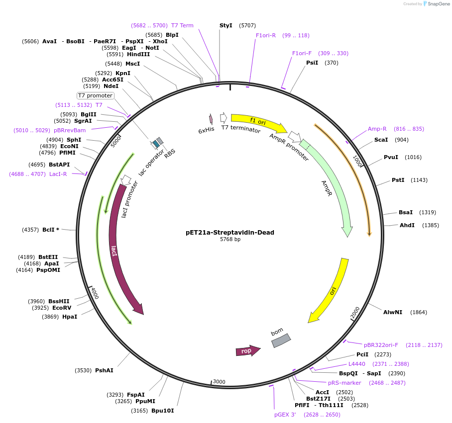 20859-plasmid-map-sequence-id-220527
