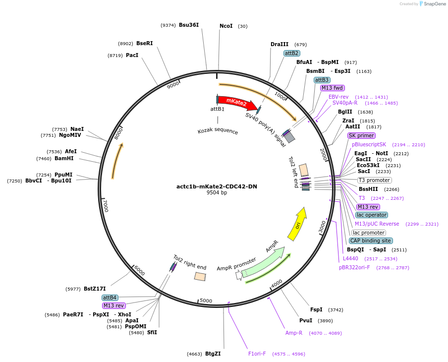 109532-plasmid-map-sequence-id-220534