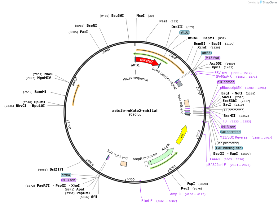 109595-plasmid-map-sequence-id-220540