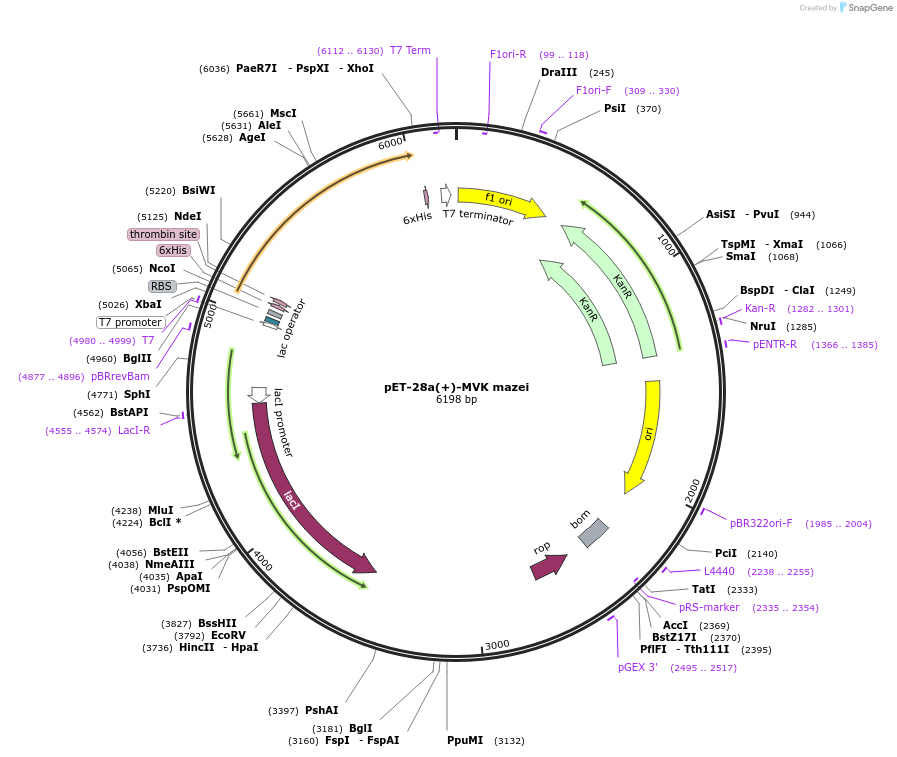 108947-plasmid-map-sequence-id-220563