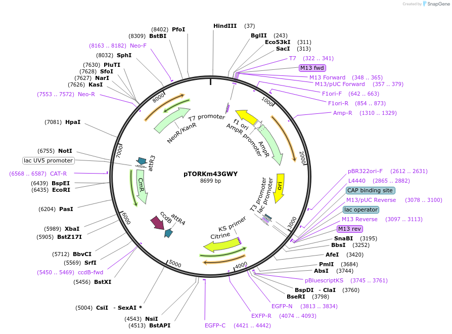 112901-plasmid-map-sequence-id-220565