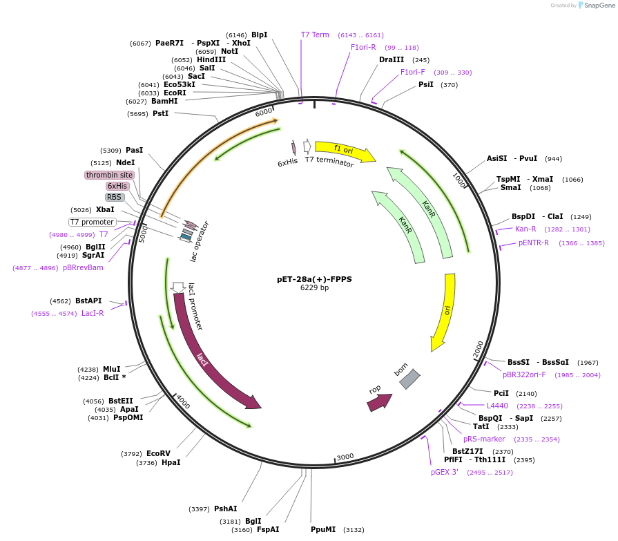 108952-plasmid-map-sequence-id-220570