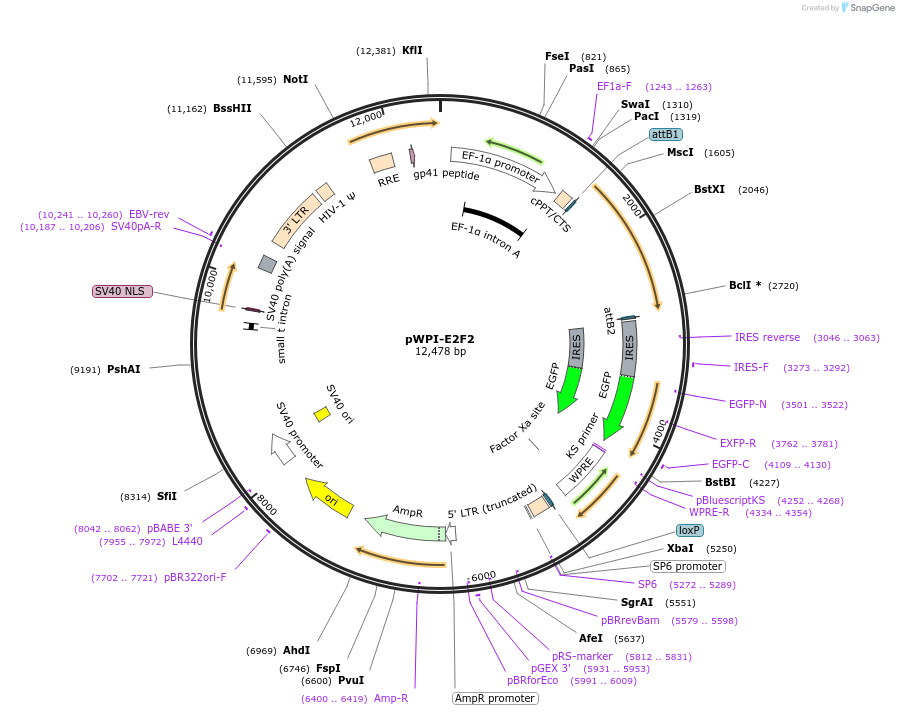 114297-plasmid-map-sequence-id-220592