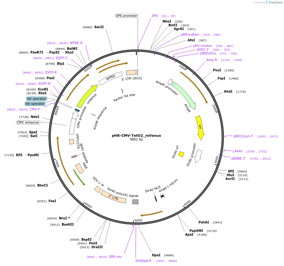 113893-plasmid-map-sequence-id-220606