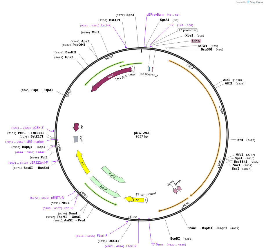 104722-plasmid-map-sequence-id-220608