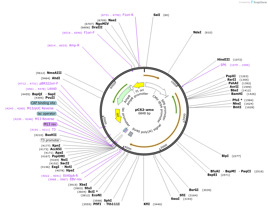 113190-plasmid-map-sequence-id-220628