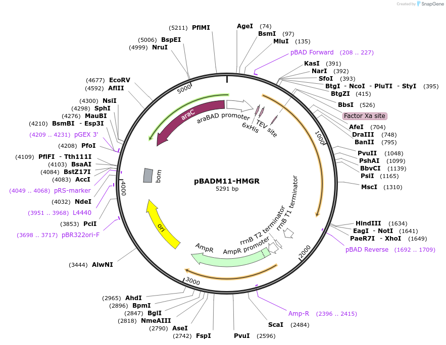 108946-plasmid-map-sequence-id-220630