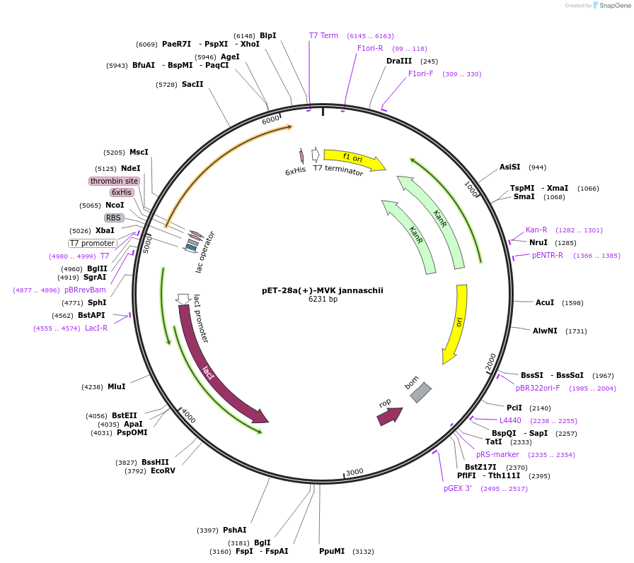 108948-plasmid-map-sequence-id-220631