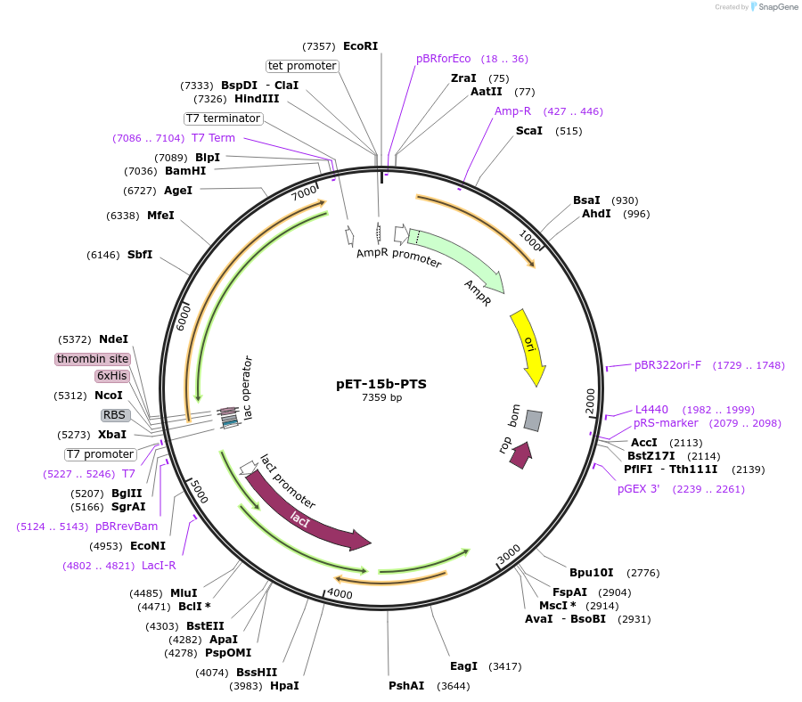 108953-plasmid-map-sequence-id-220632