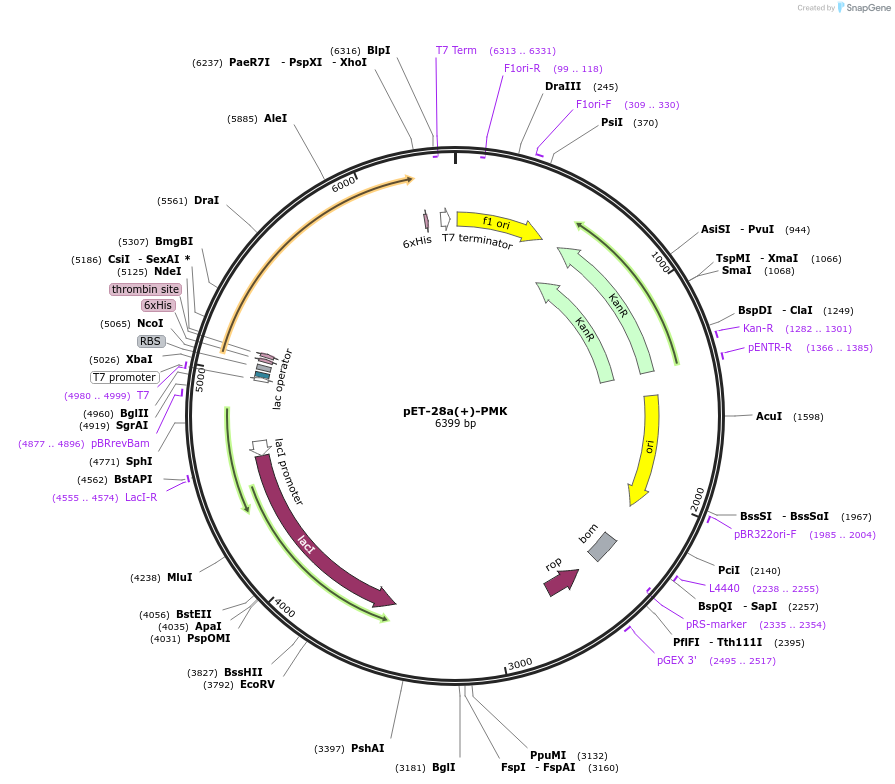 108949-plasmid-map-sequence-id-220633