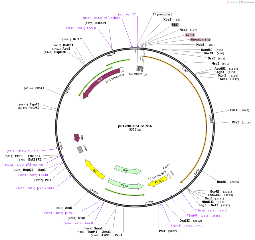 114159-plasmid-map-sequence-id-220643