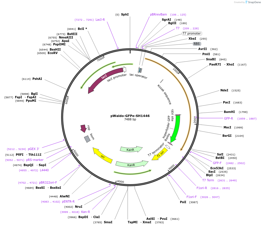 112507-plasmid-map-sequence-id-220673