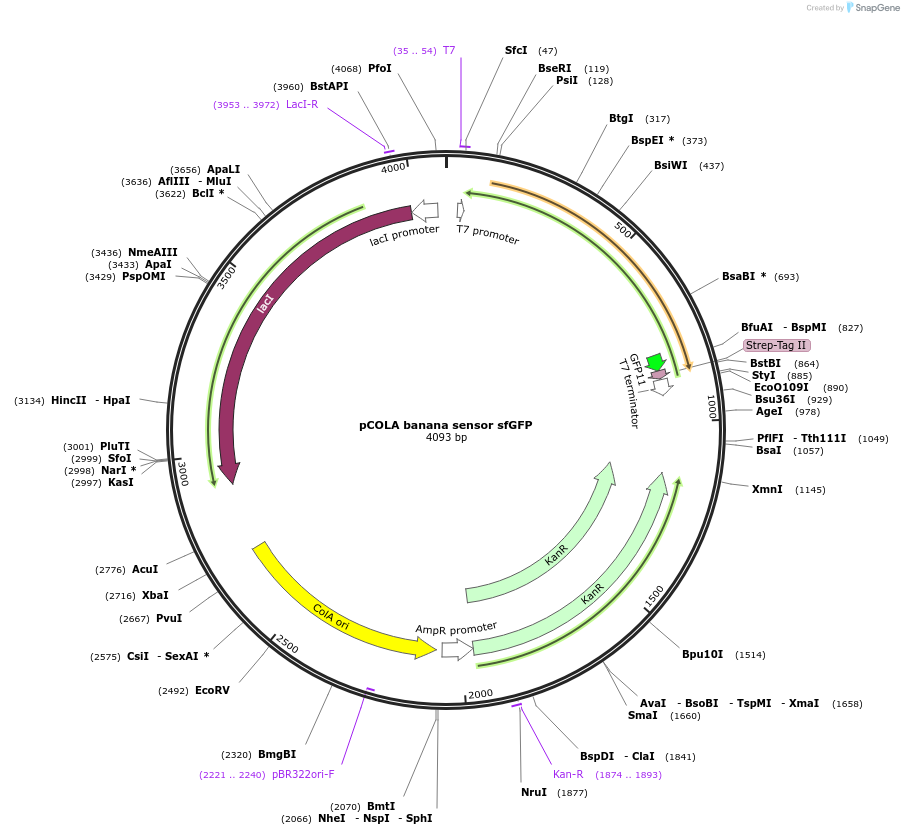 107367-plasmid-map-sequence-id-220745