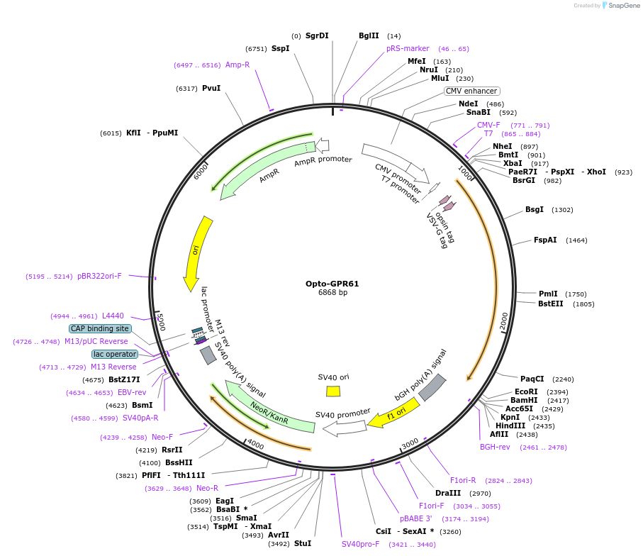 106027-plasmid-map-sequence-id-220765