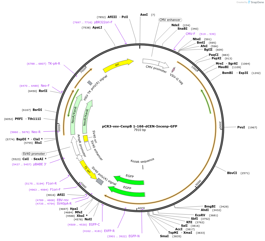 108486-plasmid-map-sequence-id-220770
