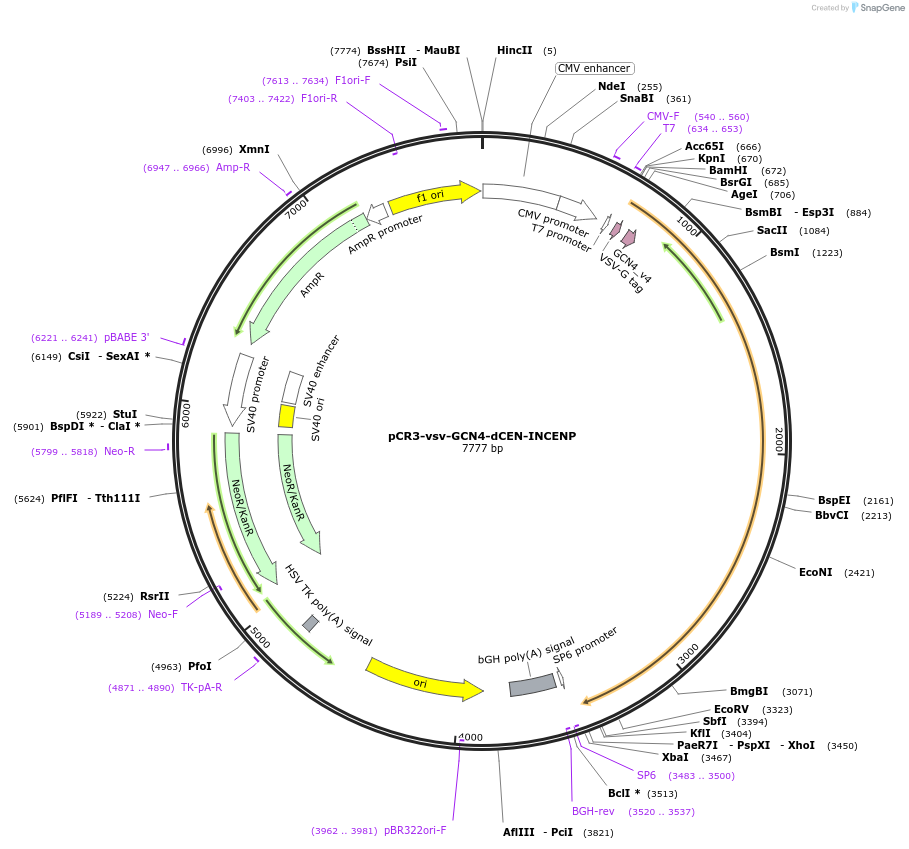108510-plasmid-map-sequence-id-220771