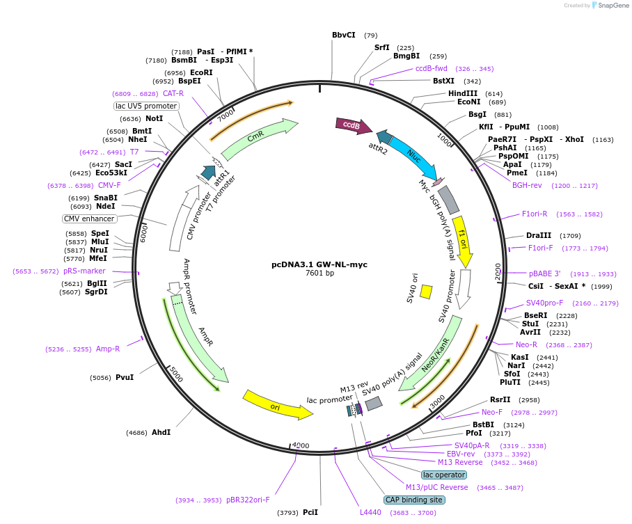 113447-plasmid-map-sequence-id-220784