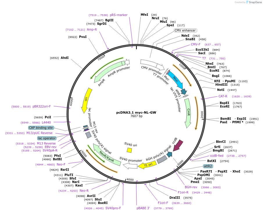 113446-plasmid-map-sequence-id-220786