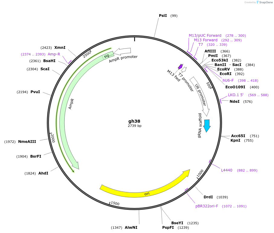 106712-plasmid-map-sequence-id-220802