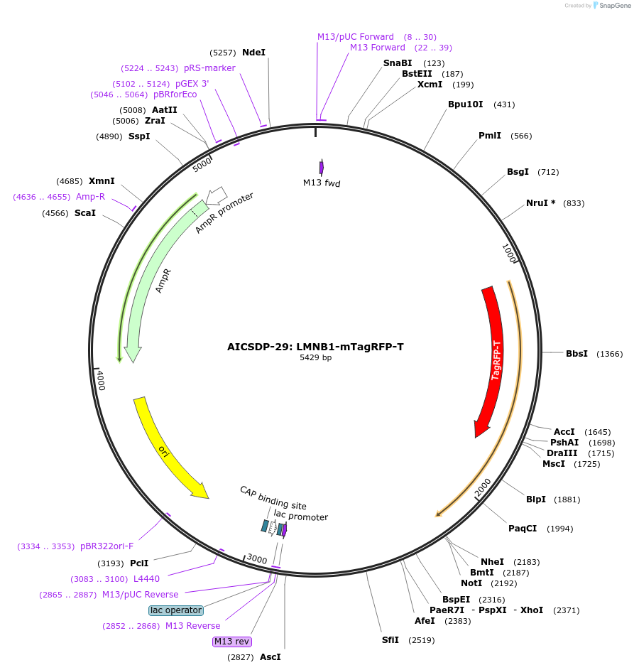 114403-plasmid-map-sequence-id-220813