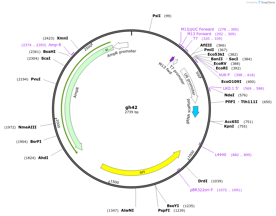 106716-plasmid-map-sequence-id-220816