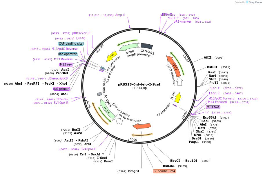 67624-plasmid-map-sequence-id-220827