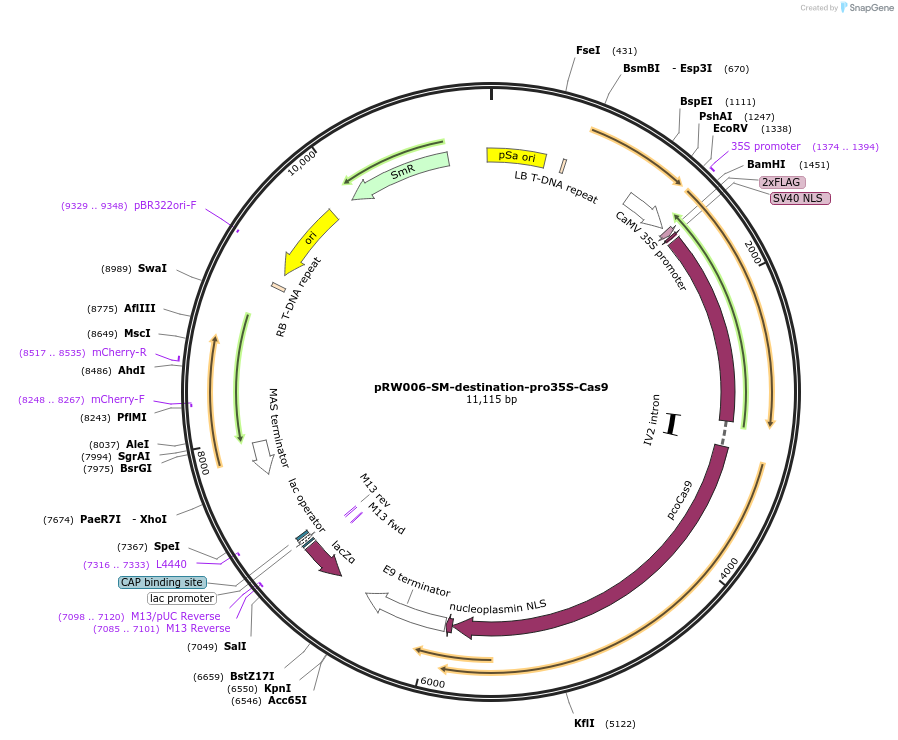 104439-plasmid-map-sequence-id-220867