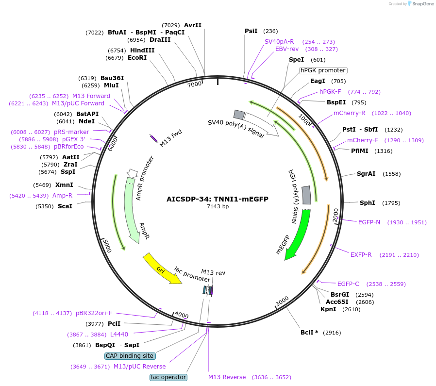 114411-plasmid-map-sequence-id-220877
